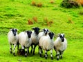 ireland, irish sheep-irlanda allevamento pecore irlandesi