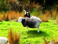 ireland, irish sheep -irlanda pecore irlandesi