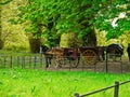 Ireland. Killarney National Park