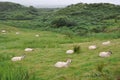 Ireland, Sheeps Royalty Free Stock Photo
