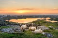 Ireland Sunset with sheep