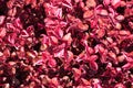 Herbsts bloodleaf or Iresine herbstii herbaceous perennial plants