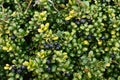 Irex crenata ` Convexa ` Mametsuge holly tree leaves and berries.