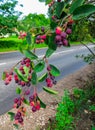 Irgi with berries, bent over the road