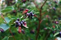 Irgi berries hang on a branch