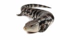 Irian jaya blue tongue skink closeup Royalty Free Stock Photo