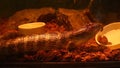 Irian Jaya blue tongue skink of Tiliqua sp