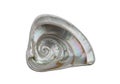 Iridescent abalone shell (Haliotis) showcases a spiral structure with a pearlescent Royalty Free Stock Photo