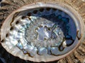 Iridescent abalone shell interior close-up with nacre patterns Royalty Free Stock Photo
