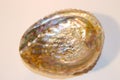 Iridescent Abalone Shell