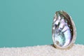 Iridescent abalone shell on white sand on turquoise background Royalty Free Stock Photo