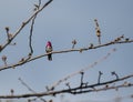 Iridescent Anna\'s Hummingbird perched on budding tree branch Royalty Free Stock Photo