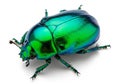 Iridescent beetle with a metallic green and blue exoskeleton, Royalty Free Stock Photo