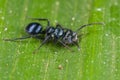 An iridescent blue and black ant