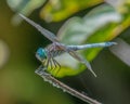 Blue Dasher dragonfly in Destruction Brook Woods, Dartmouth, Massachusetts Royalty Free Stock Photo