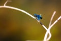 Iridescent blue male banded demoiselle damselfly perching on a twig above a stream.