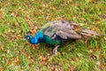 Iridescent blue peacock walking on grass Royalty Free Stock Photo