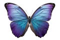 Vibrant Iridescent Blue and Purple Morpho Butterfly Isolated on White Royalty Free Stock Photo