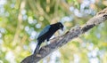 An Iridescent Bright Blue San Blas Jay Cyanocorax sanblasianus in Tree in Mexico Royalty Free Stock Photo