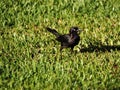 Iridescent Common Grackle in Grass Royalty Free Stock Photo