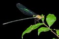 Iridescent damselfly, andasibe