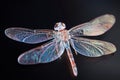 Iridescent Dragonfly Close-up Royalty Free Stock Photo