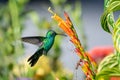 Iridescent and glittering hummingbird feeding on a tropical flower in a garden. Royalty Free Stock Photo