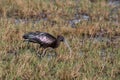 Iridescent Glossy Ibis Foraging in Wetland