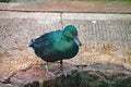 Iridescent green Cayuga duck looks into the water