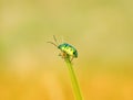 Iridescent Green Jewel Bug!