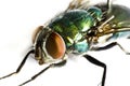 Iridescent house fly in close up Royalty Free Stock Photo