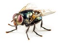 Close-up of house fly on White Background - AI generated Royalty Free Stock Photo