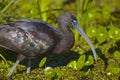 Iridescent Ibis