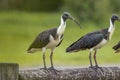 Straw-necked Ibis in Queensland Australia