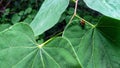 Iridescent Japanese Beetle on Leaf Royalty Free Stock Photo