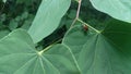 Iridescent Japanese Beetle on Leaf Royalty Free Stock Photo