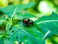 Mating Japanese beetles on a leaf Royalty Free Stock Photo