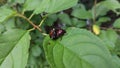 Iridescent Japanese Beetles Mating on Leaf Royalty Free Stock Photo