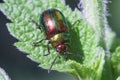 iridescent or lucid leaf beetle close-up on a green leaf, Chrysolina fastuosa