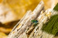 Six-Spotted Green Tiger Beetle Royalty Free Stock Photo