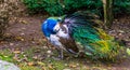 Iridescent peacock unfolding its wing for preening and looking in the camera, color and pigment mutation, popular bird in