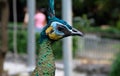 Iridescent peafowl head closeup photo. Portrait of bird in zoo. Green and blue feather of peacock. Cute bird close-up Royalty Free Stock Photo