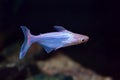 Iridescent Shark Catfish - Freshwater Fish Royalty Free Stock Photo