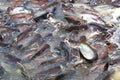 Iridescent shark Fish or Sawai fish in river Royalty Free Stock Photo