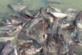 Groups of fish in the river in front of temple in Thailand. Royalty Free Stock Photo