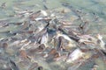 Groups of fish in the river in front of temple in Thailand.