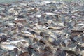 Groups of fish in the river in front of temple in Thailand. Royalty Free Stock Photo