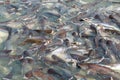 Groups of fish in the river in front of temple. Thailand. Royalty Free Stock Photo