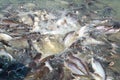 Groups of fish in the river in front of temple. Thailand.