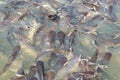 Group of fish in the river in front of temple.Thailand